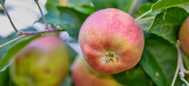 Manzanas Una foto de sabor y hermosas manzanas.