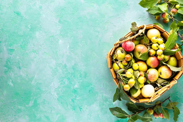 Manzanas frescas en una cesta sobre un fondo verde Cosecha de otoño Vista superior Espacio de copia