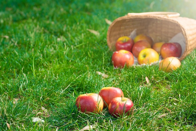 Manzanas frescas y coloridas en el enfoque selectivo de la cesta