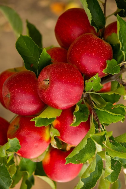 Manzanas frescas del huerto