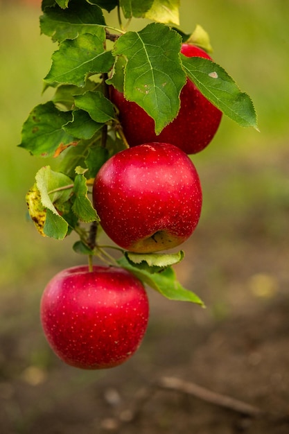 Manzanas frescas del huerto.