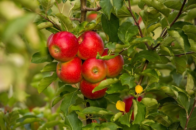 Manzanas frescas del huerto.