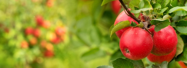 Manzanas frescas, jugosas y rojas en la rama de un árbol.