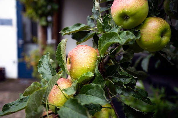 Manzanas frescas maduras colgando de un árbol con gotas de lluvia, coloridas manzanas verdes y rojas en el jardín, primer plano de fondo natural