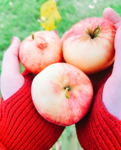 Manzanas frescas maduras rojas recogidas en el jardín de otoño en manos de mujer en guantes calientes