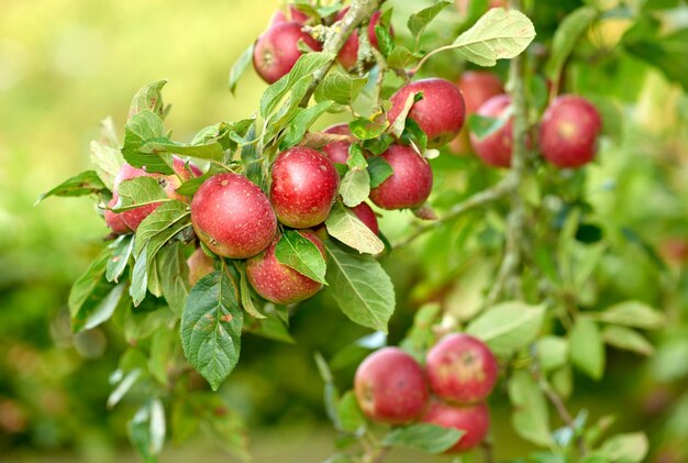 Manzanas frescas Manzanas frescas en un entorno natural