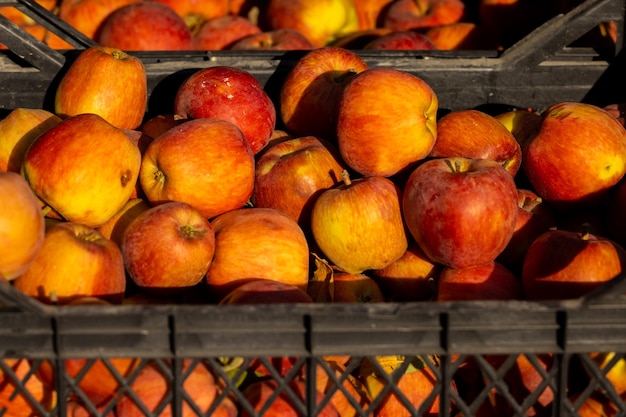 Manzanas frescas en el mercado