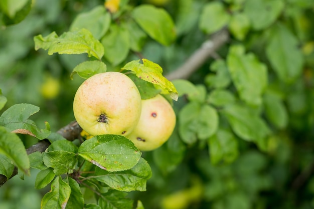Manzanas jugosas frescas que maduran en la rama de un manzano. Frutas orgánicas en el jardín de su casa Maduración de manzanas jóvenes en las ramas. El jardín está creciendo. Tiempo de cosecha