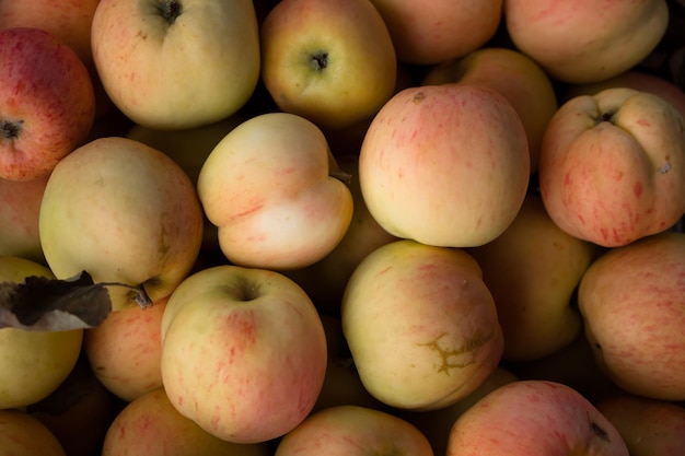 Manzanas limpias ecológicamente frescas naturales de la granja