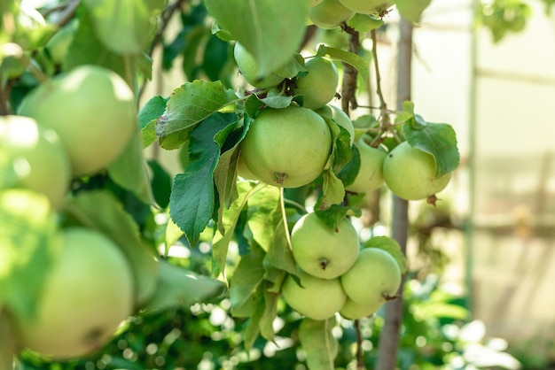 Las manzanas maduran en un árbol en el jardín en verano