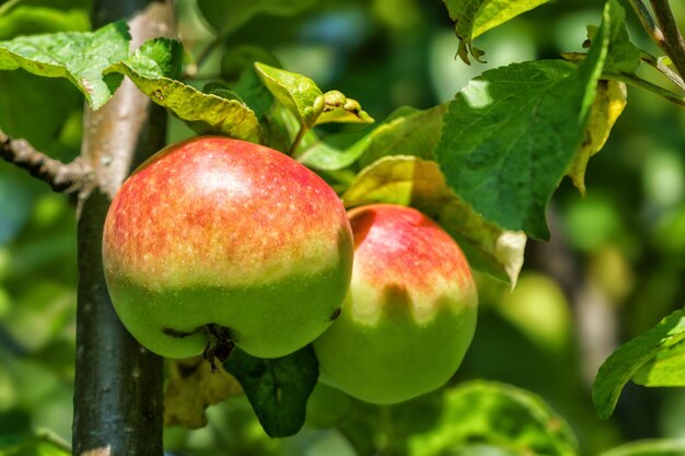 Las manzanas maduran en un árbol de manzanas en un jardín de luz natural en verano