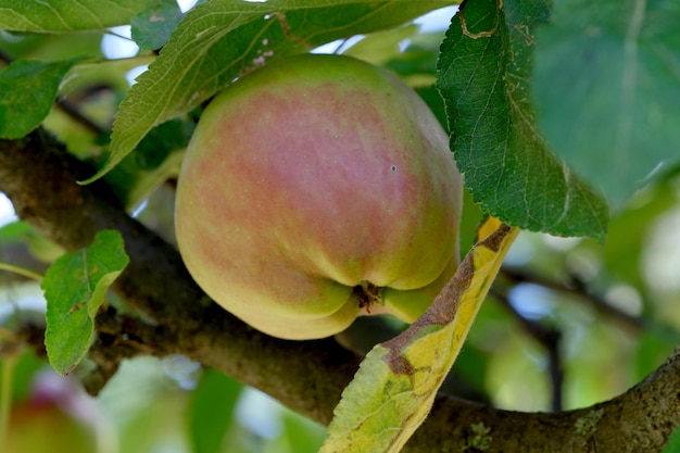 Las manzanas maduran en una rama en el jardín en un primer plano de un brillante y soleado día de verano