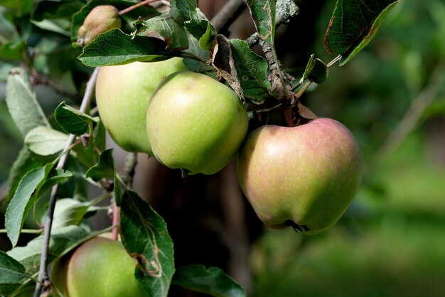 Las manzanas maduran en una rama en el jardín en un primer plano de un brillante y soleado día de verano