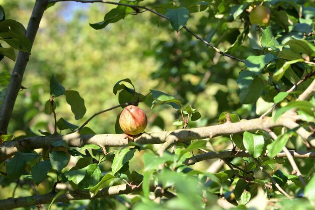 Manzanas maduras en un árbol en otoño