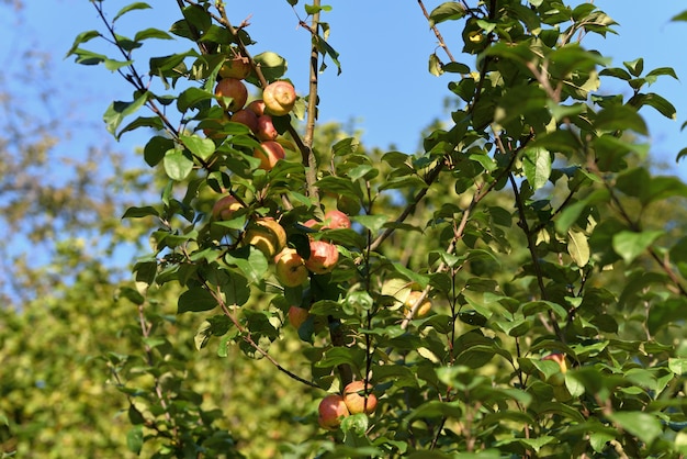 Manzanas maduras en un árbol en otoño