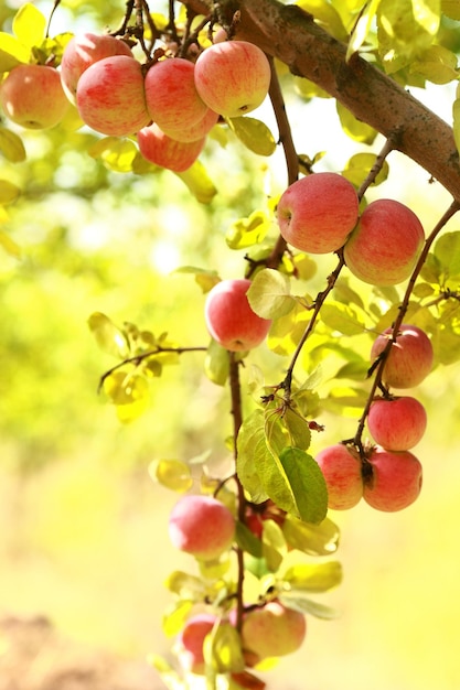 Manzanas maduras en el árbol