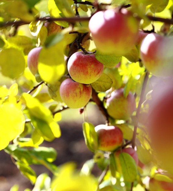 Manzanas maduras en el árbol