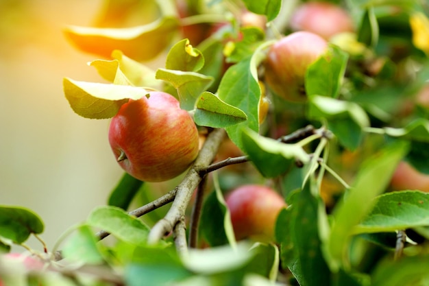 Manzanas maduras en el árbol