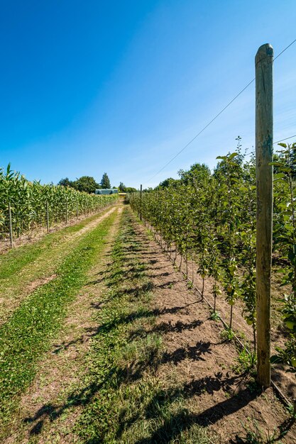 Manzanas maduras en árboles jóvenes Cosecha de manzanas en el huerto