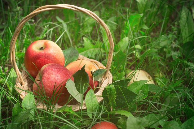 Manzanas maduras en canasta sobre la hierba