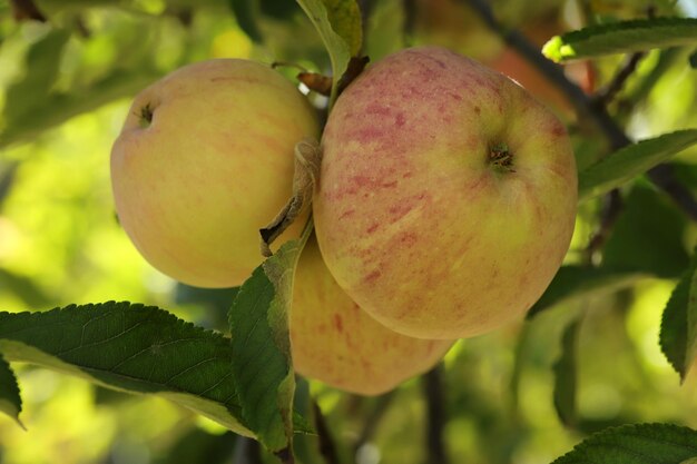 Manzanas maduras colgando de un árbol