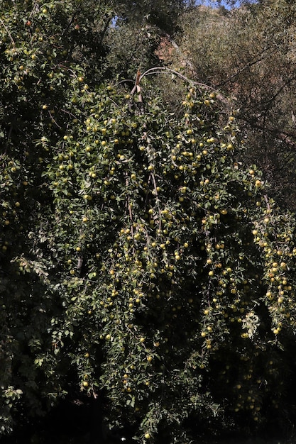 Manzanas maduras colgando de un árbol