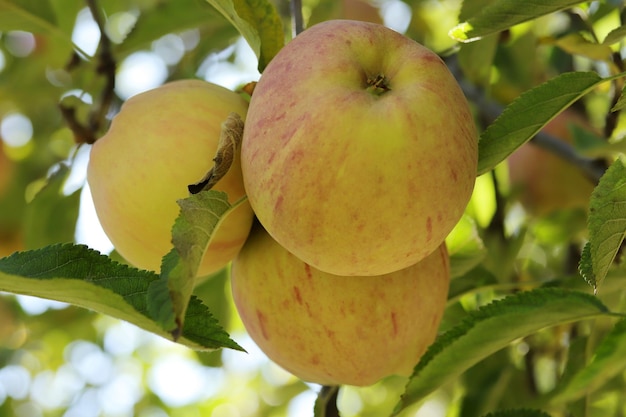 Manzanas maduras colgando de un árbol