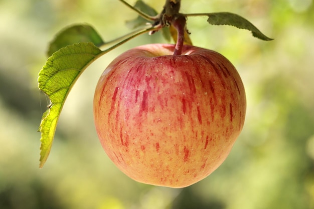 Manzanas maduras colgando de un árbol