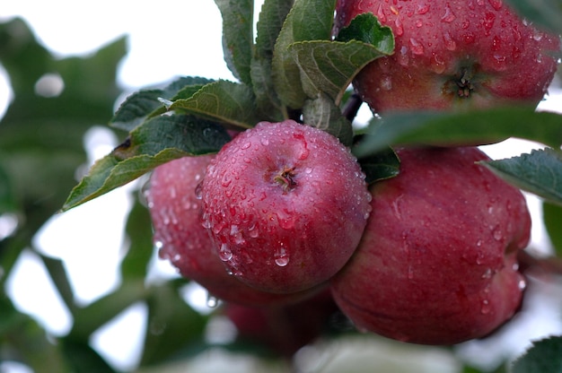 manzanas maduras después de la lluvia