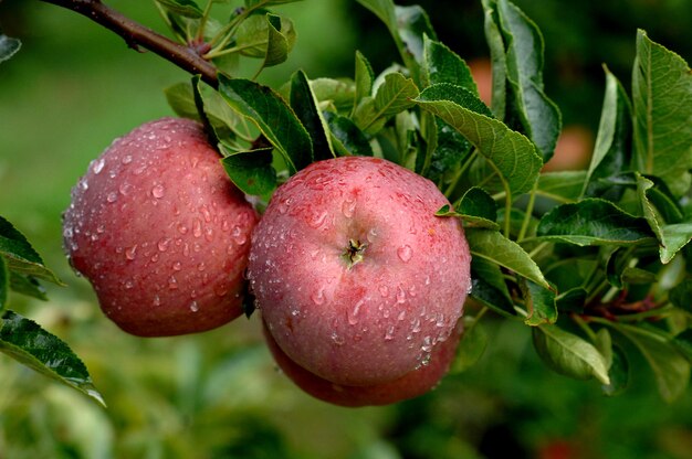 manzanas maduras después de la lluvia