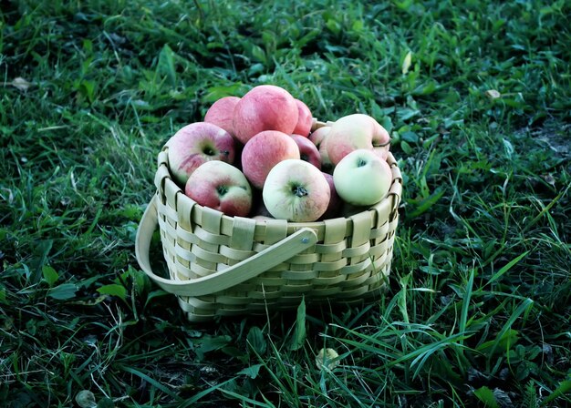 Manzanas maduras frescas en una canasta en el jardín de verano