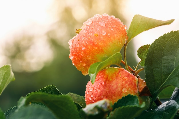 Manzanas maduras con gotas de agua en la rama en tiempo soleado