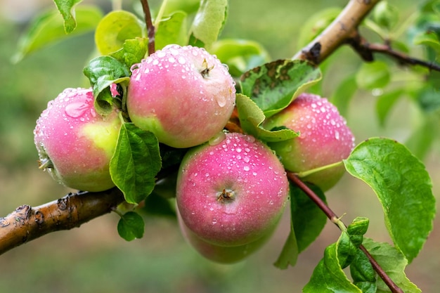 Manzanas maduras con gotas de lluvia en el árbol Cultivo de manzanas