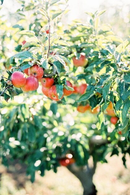 Manzanas maduras en el jardín en las ramas.