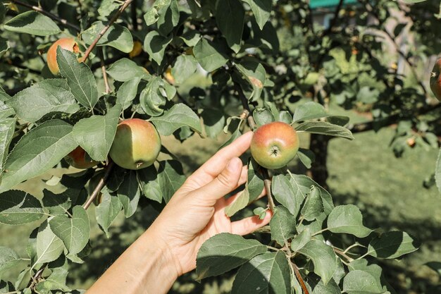 Manzanas maduras, jugosas y dulces en las ramas. Cosecha, jardinería