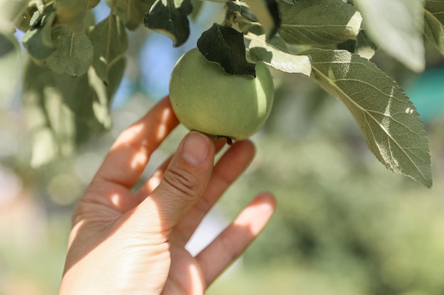 Manzanas maduras, jugosas y dulces en las ramas. Cosecha, jardinería