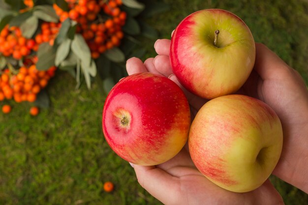 Manzanas maduras en manos femeninas.