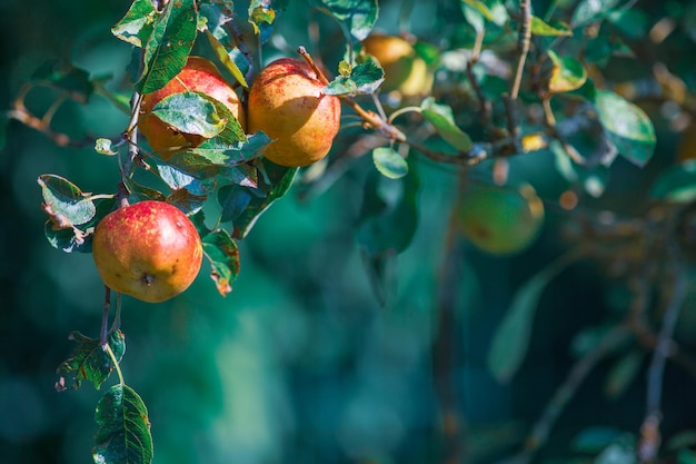 Manzanas maduras en manzano con un fondo borroso fotografía real