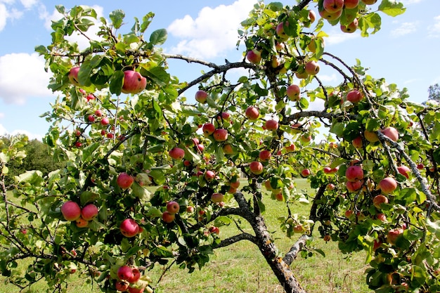 manzanas maduras en una rama, manzanas rojas en un árbol en el jardín