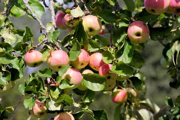 manzanas maduras en una rama, manzanas rojas en un árbol en el jardín