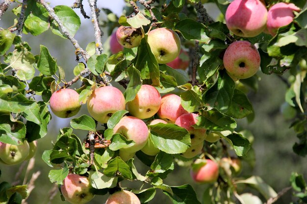 manzanas maduras en una rama, manzanas rojas en un árbol en el jardín