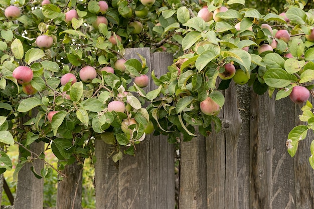 Manzanas maduras en las ramas cuelgan de una antigua valla de madera en el pueblo