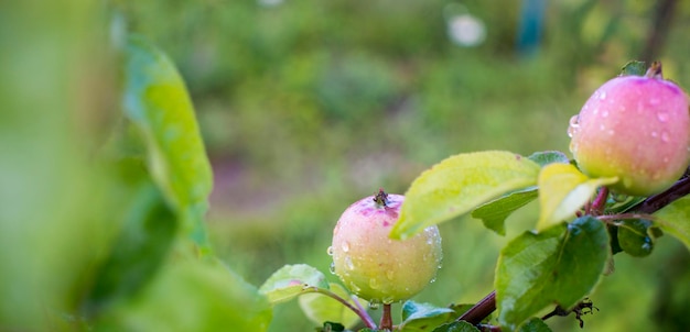 Manzanas maduras en ramas Manzanas rojas con hojas verdes colgando de un árbol en el jardín de otoño y listas para la cosecha