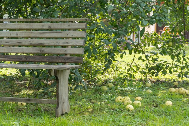 Manzanas maduras en el suelo en el jardín con banco