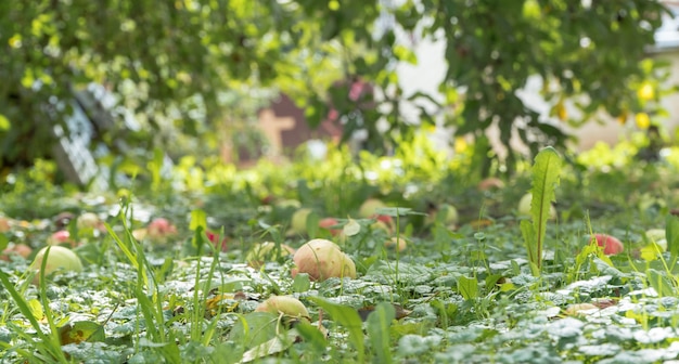 Manzanas maduras en el suelo en el jardín.