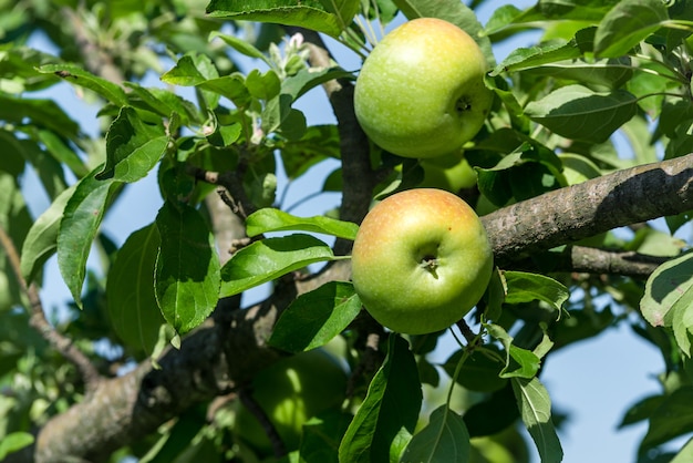 Manzanas maduras verdes crece en una rama entre el follaje verde