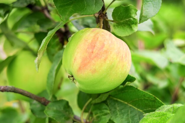 las manzanas maduras verdes crecen en una rama de manzano. concepto de jardinería y cultivo de manzanas