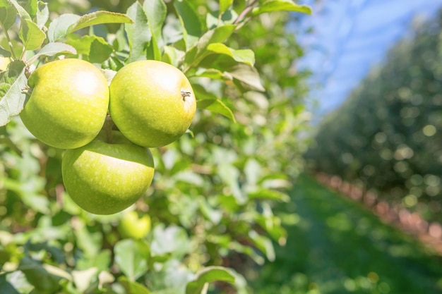 Manzanas maduras verdes en huerto, manzanos