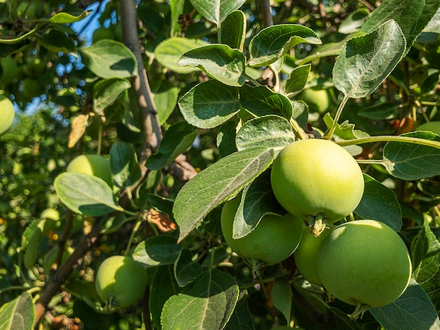 Manzanas maduras y verdes orgánicas que cuelgan de la rama de un árbol en el huerto de manzanas en un día soleado de verano. Concepto de cosecha propia, jardinería y agricultura.