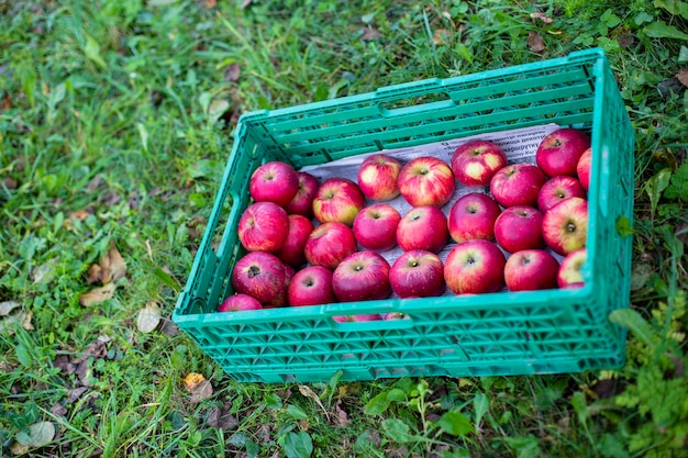 Manzanas manzanas orgánicas en la caja verde